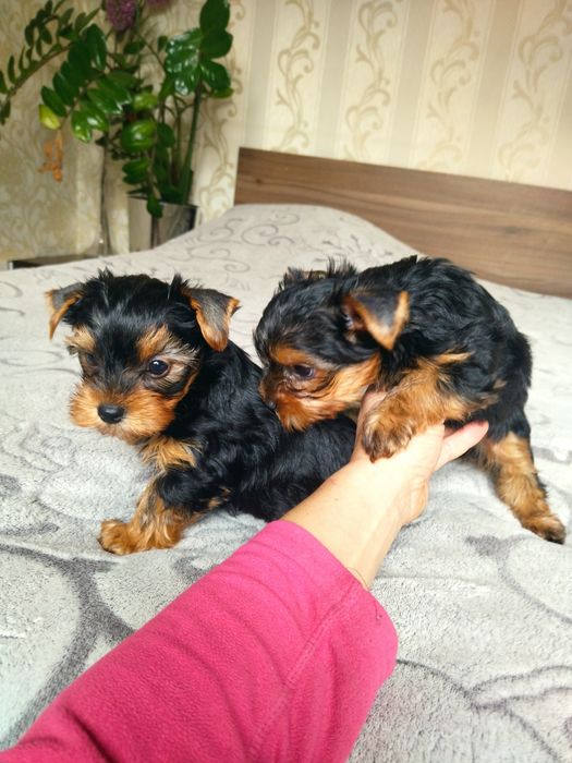 Йоркширский терьер