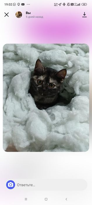 Отдам кошечку Шатландку