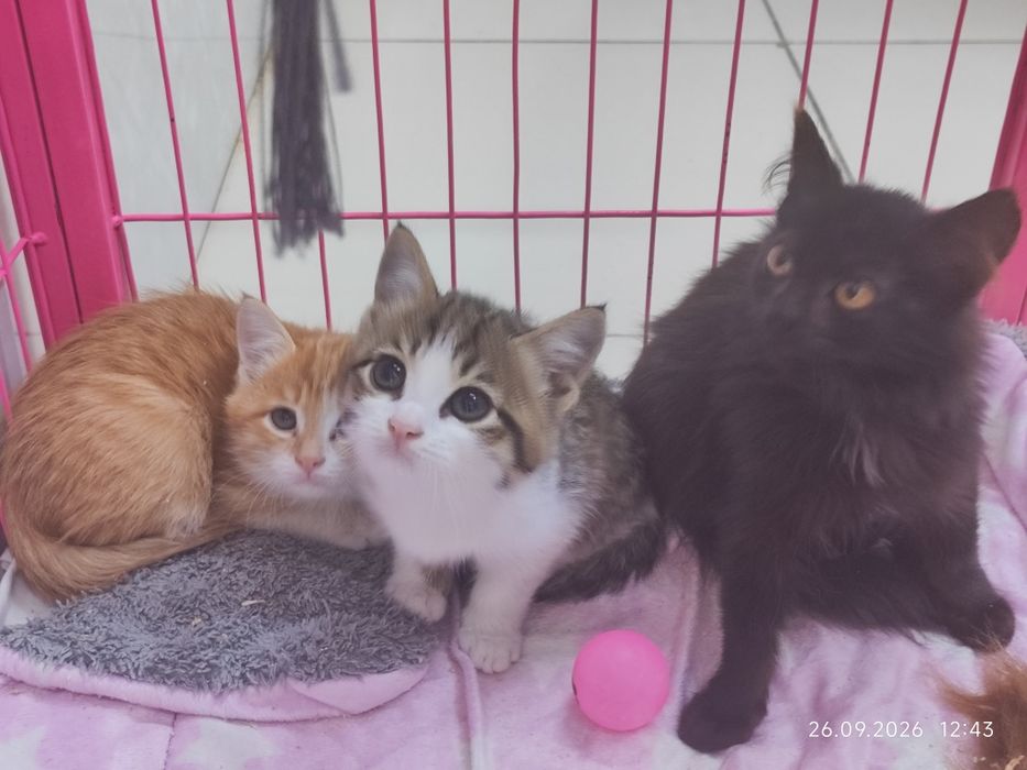 Отдам котят в добрые руки