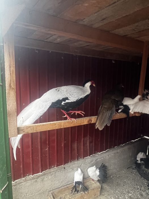 Vând păuni , fazani , gaini  moțate olandeze, sebright , porumbei