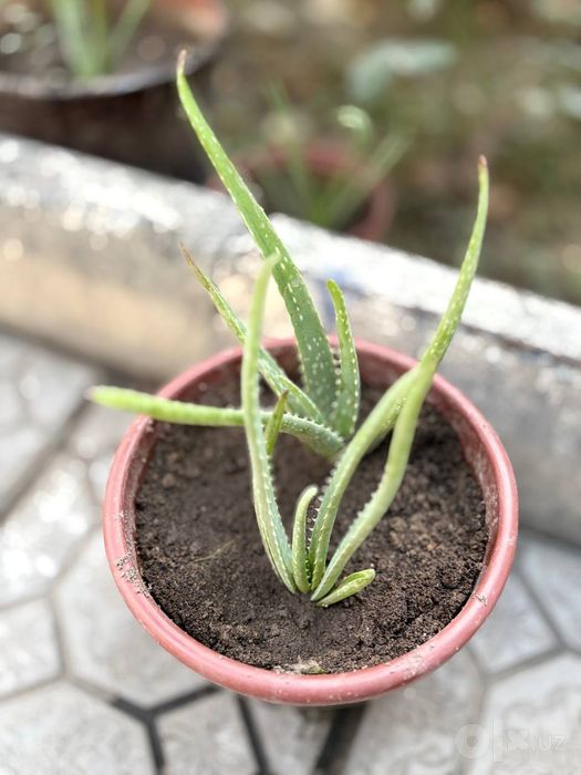 Алоэ вера кочатлари бор сони чекланган