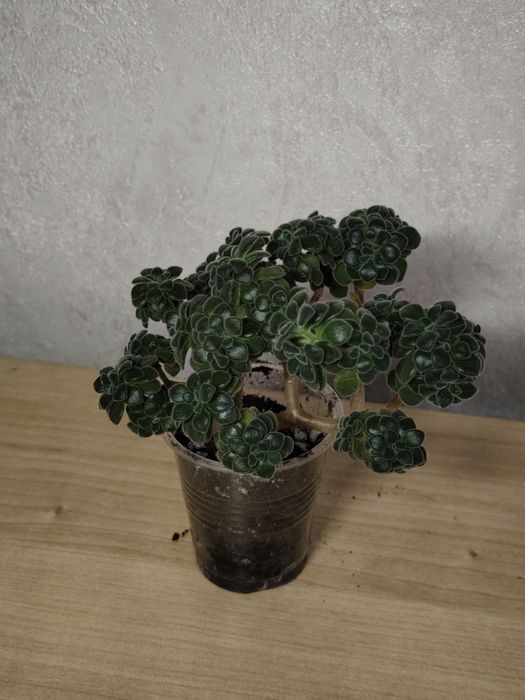 Аихризон растение