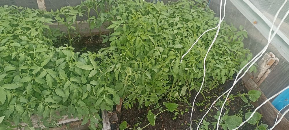 Рассада помидор сорта разные