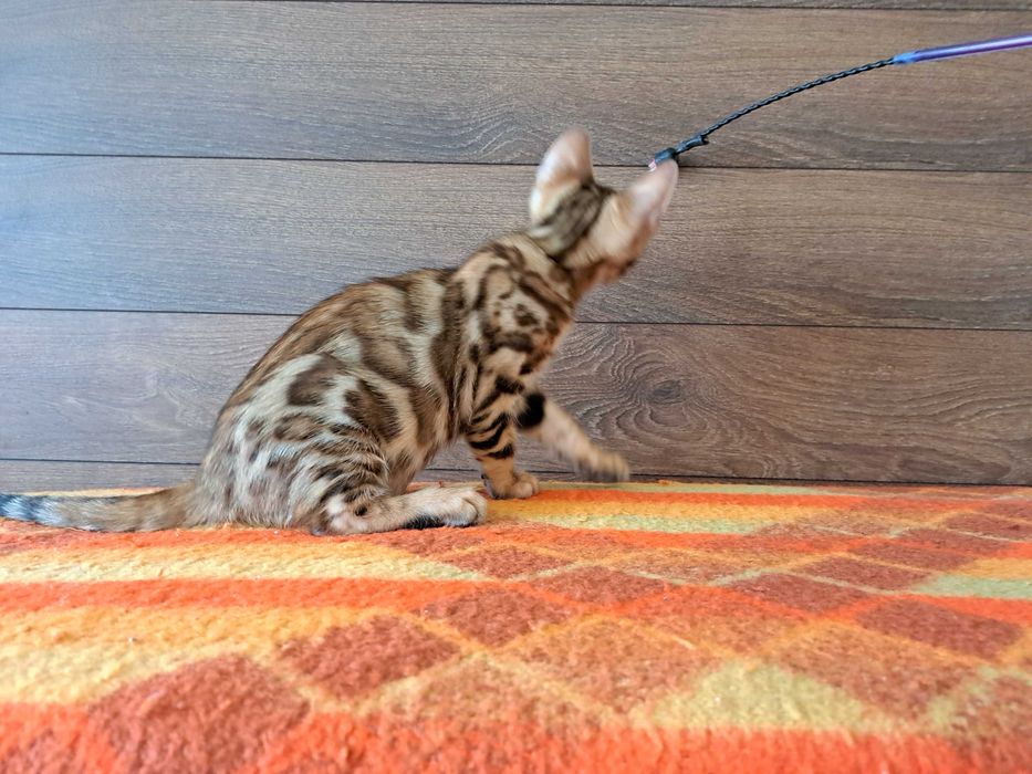 Бенгалски котета