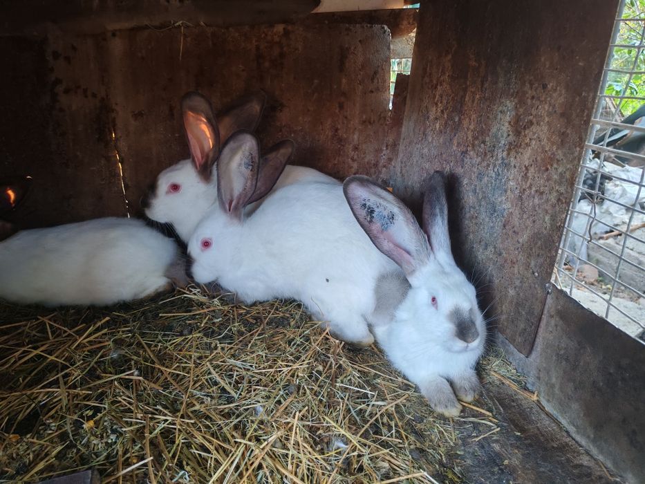 Uriaș de Transilvania