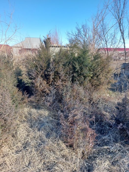 Можжевельник. Туя сатылады