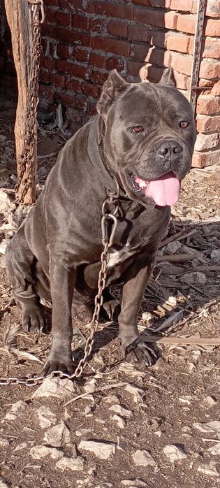 Малки Кане Корсо