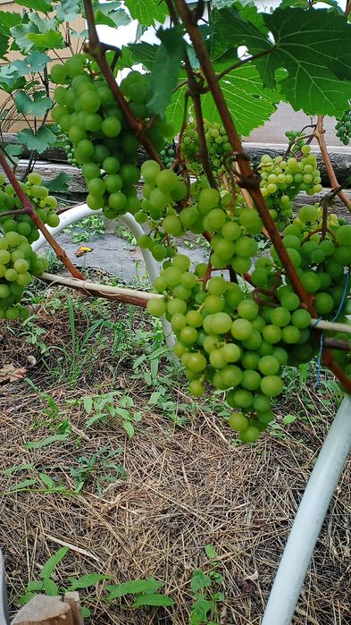 Саженцы винограда