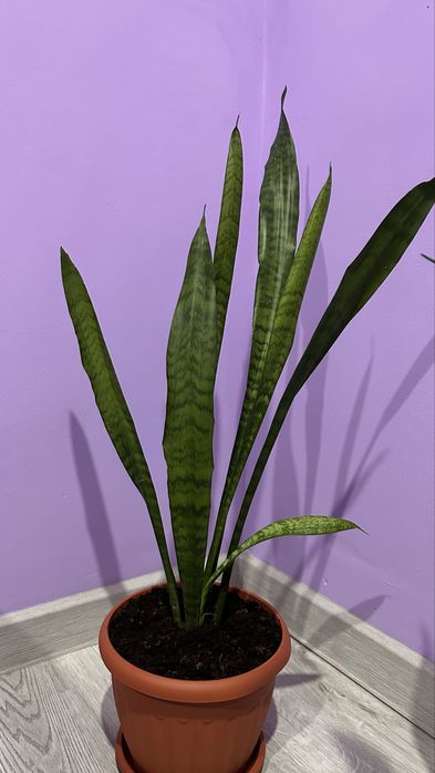 продам комнатные цветочки