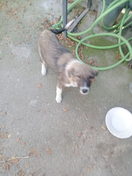 Отдаем руки щенок девочка найдёныш