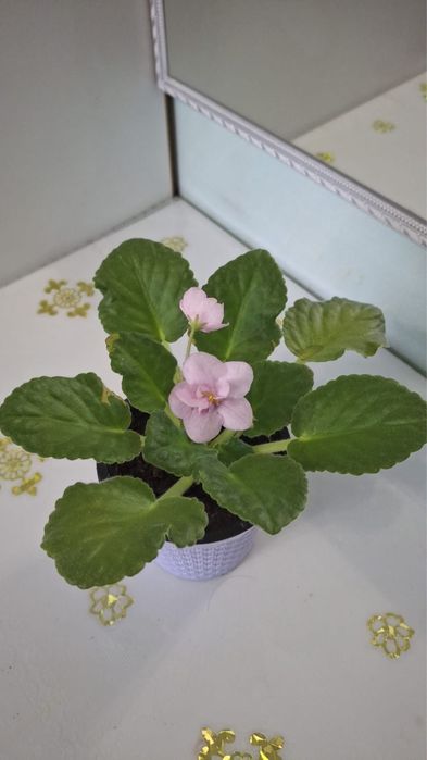 Фиалка цветущая в горшке