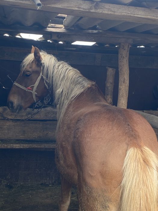 Продам дунен 4жасар