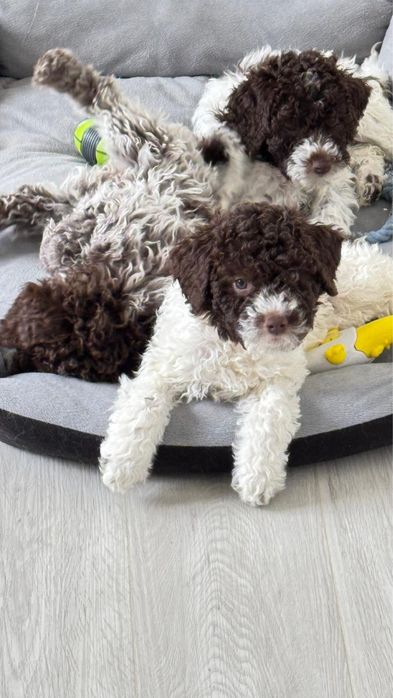 Щенки Лаготто Романьоло