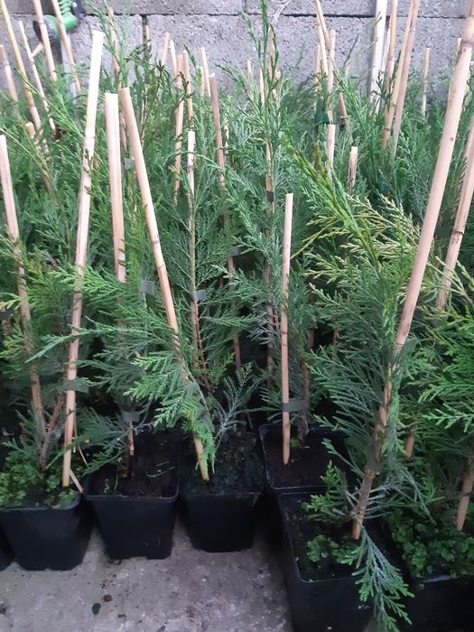 Leylandi chiparos 30-110 cm, calitatea,  nu e fir subtire