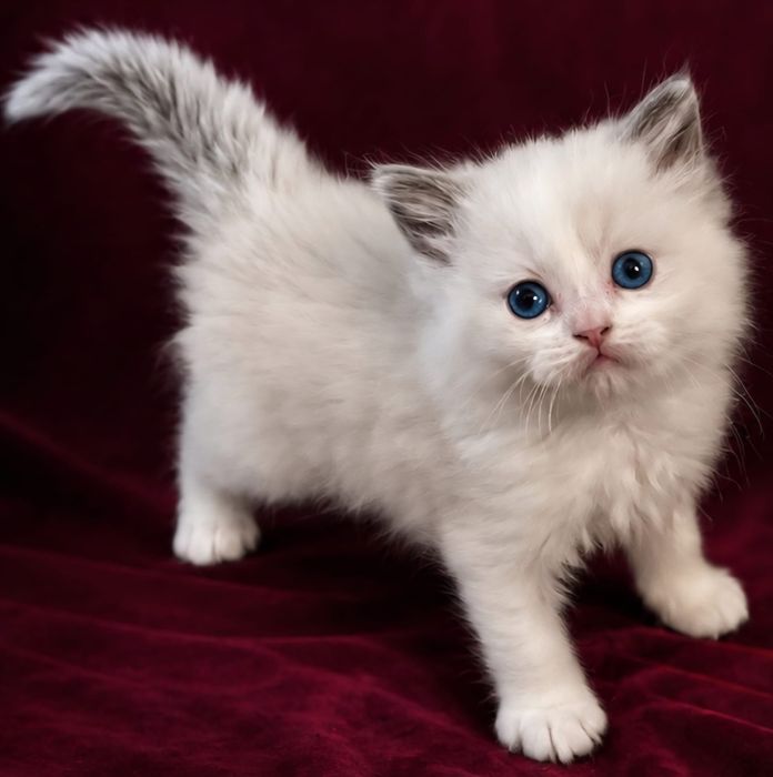 Fetita frumoasa ragdoll bicolor  disponibila