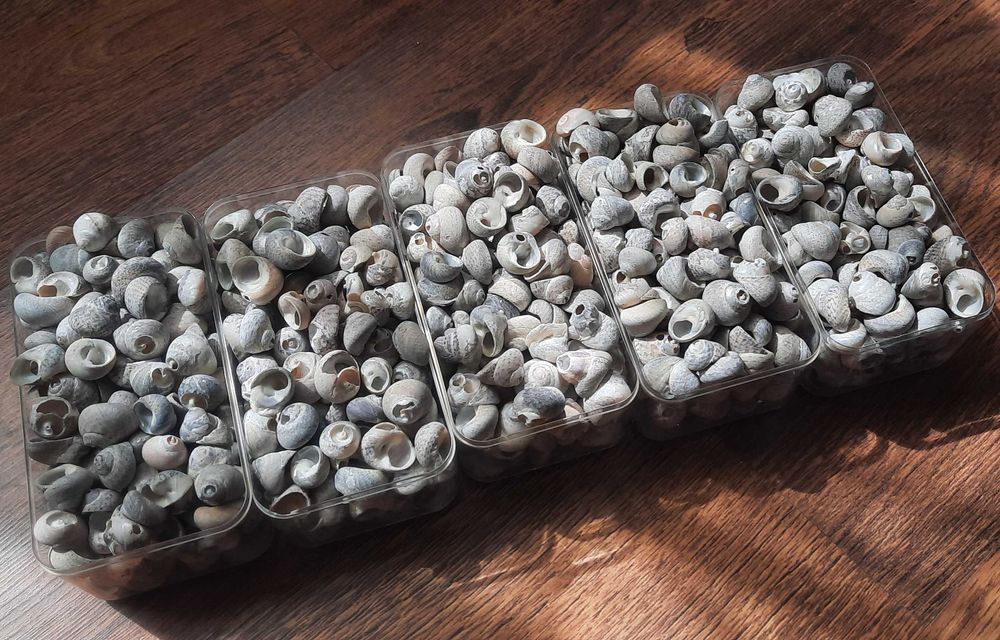 Морски раковини охлювчета