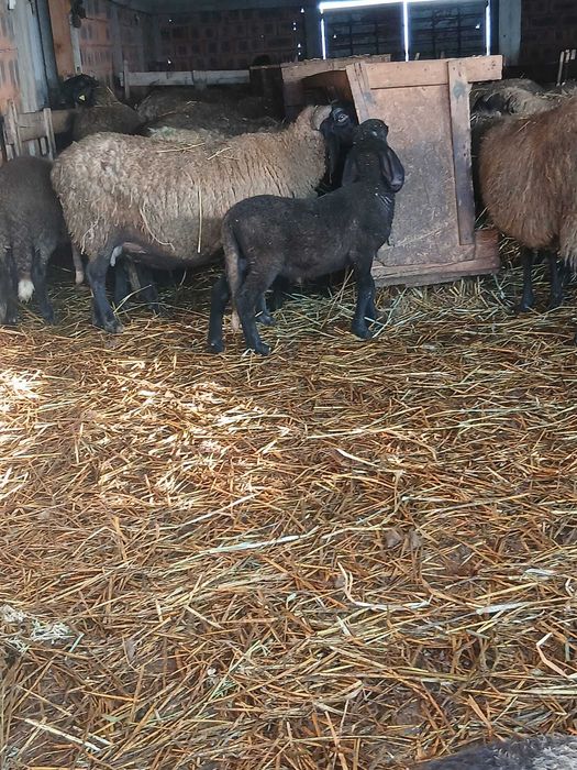 Mielute și berbecuți carabase