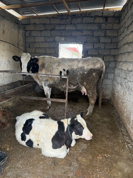 Она бола сигир сотилади. Голштейн. Буғоз 3 ойлик. Яхши сут беради.