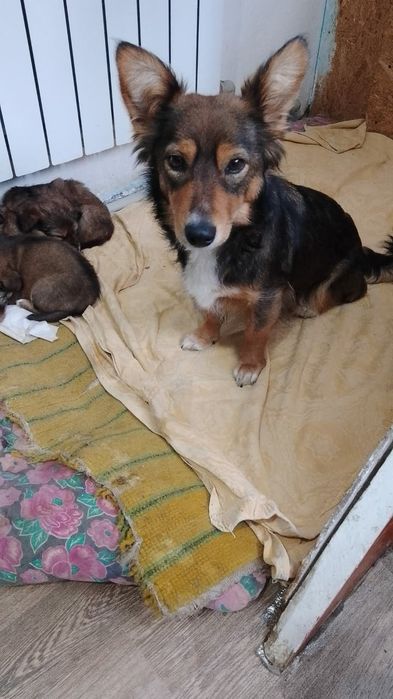 Щенки бесплатно.