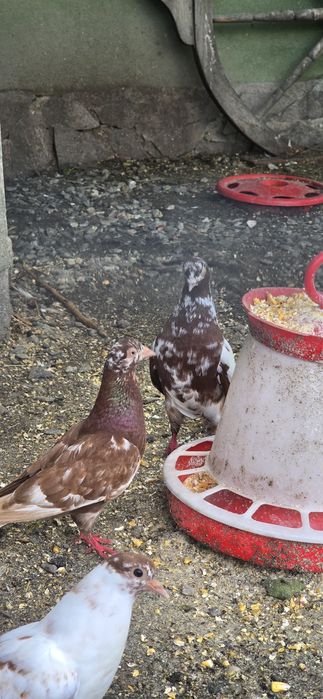 Porumbei  diferiți!