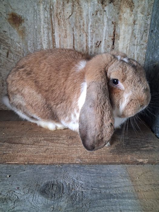 Vând mascul berbec german