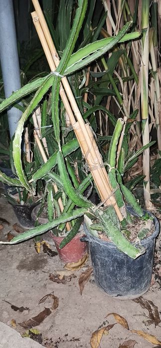 Питахайя - драконий фрукт