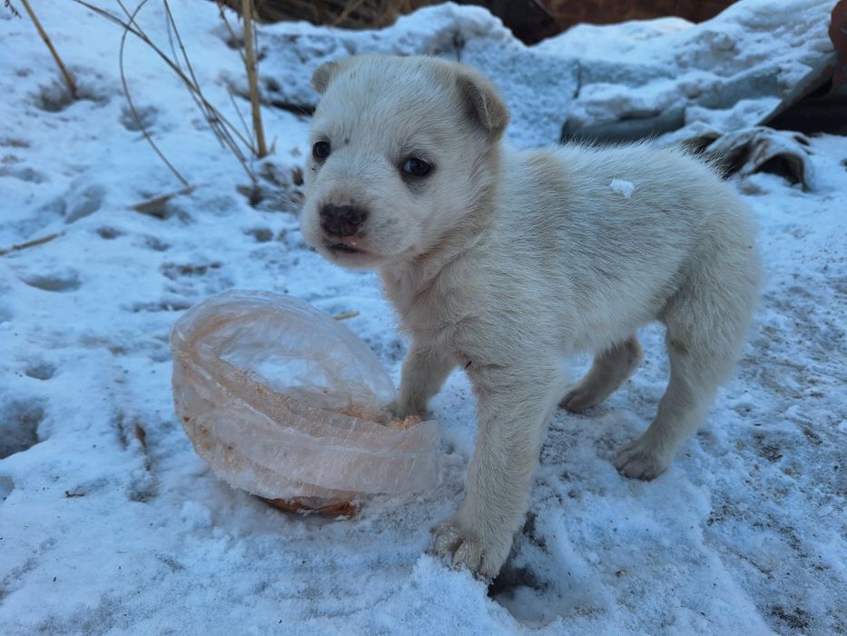 Щенок (девочка)  бездомный