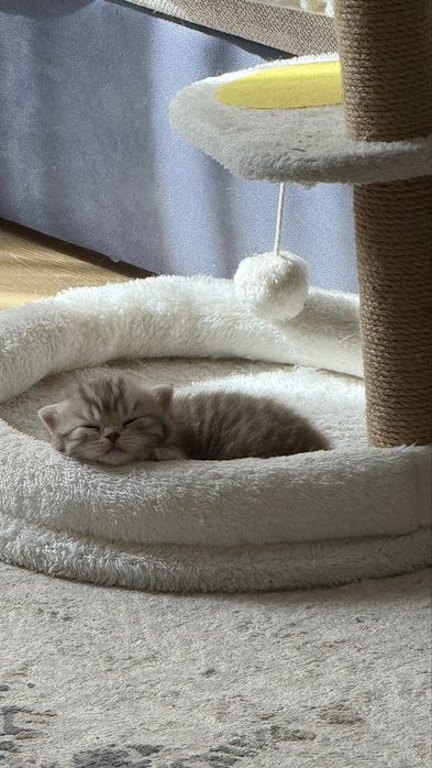 продаются шотландские котята