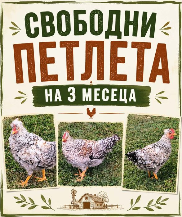 Петлета  Легбар крем