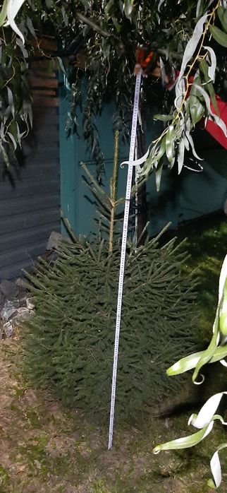 Ель 1.5 метра ...