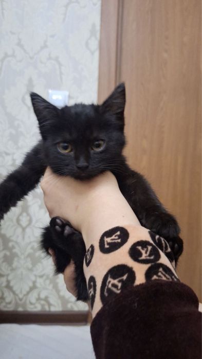 Котенок в ответственные руки!