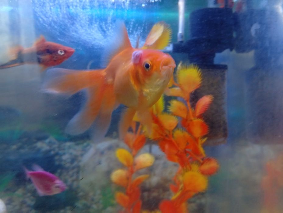 Продаем аквариум 40 литров с рыбками