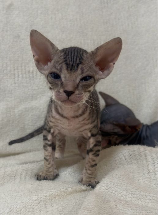 Котенок Донского сфинкса