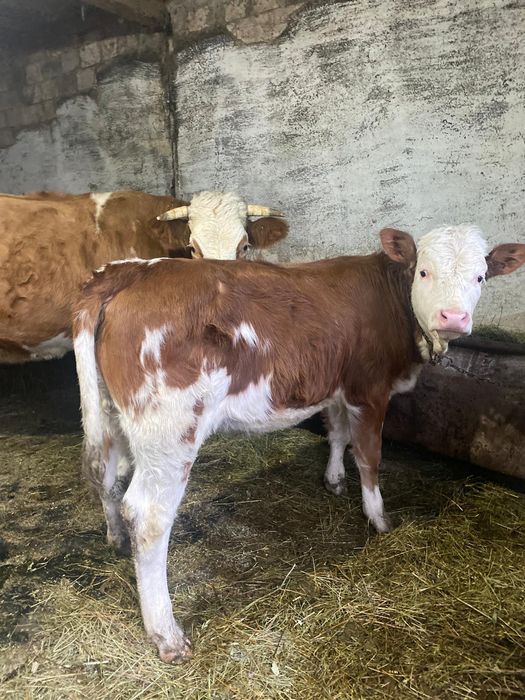 De vânzare vaca bălțată și 2 vitei !