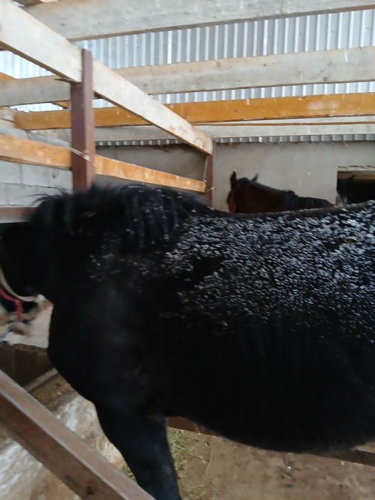 Жылқы сатылады донен