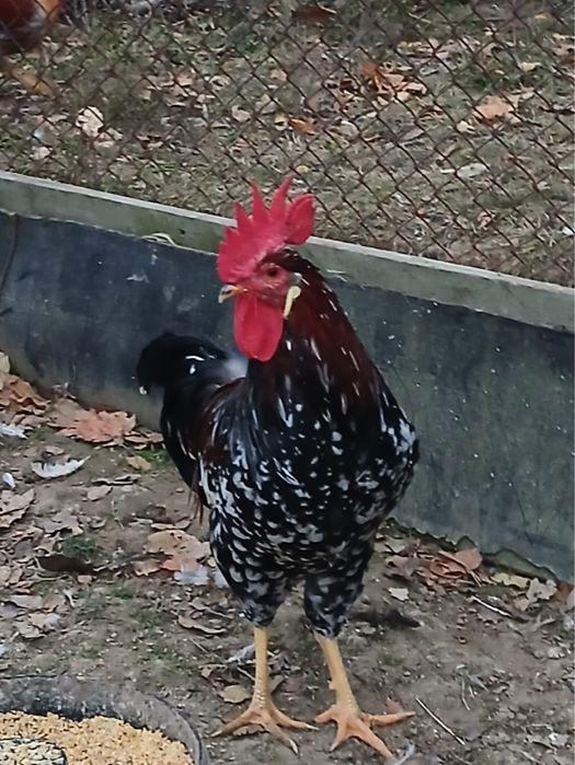 Vand familie gaini italiene