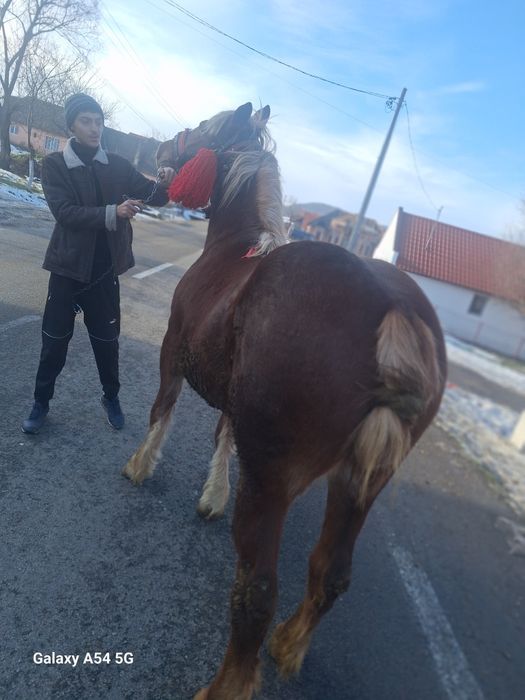 vînd mnza de un an si 2 luni