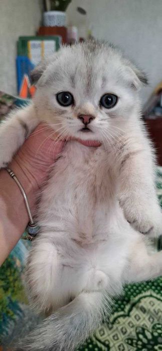 Скоттиш фолд. Кошечки