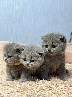 Продаются породистые Котята