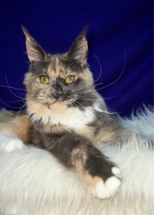 Котята мейн-кун из проф питомника.