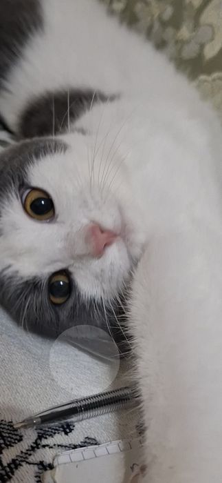 Ищем жениха. Домашняя, жениха домашнего желательно светлый окрас.