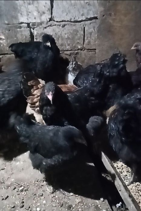 Продам курей молодок