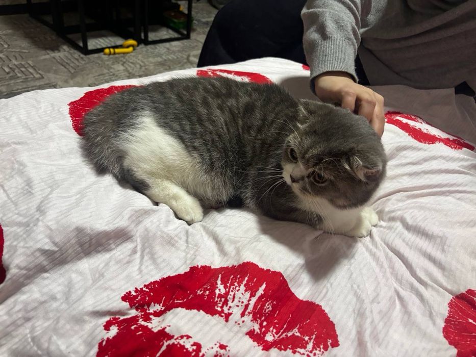 Продам кошка девочка Скоттиш фолд