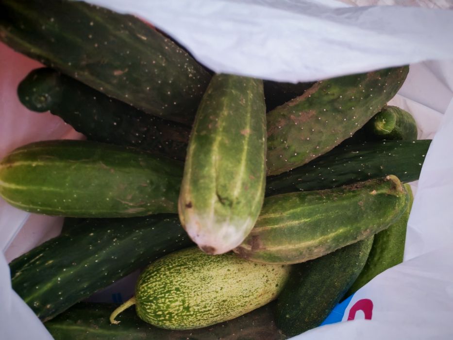 Продам домашние помидоры и огурцы
