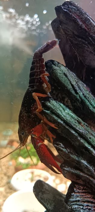 Продам аквариумных раков