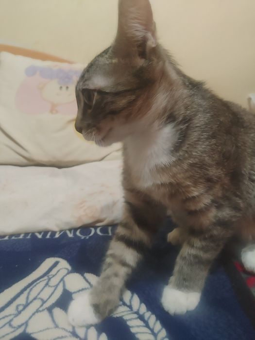 Котёнок 4 месяца,мальчик