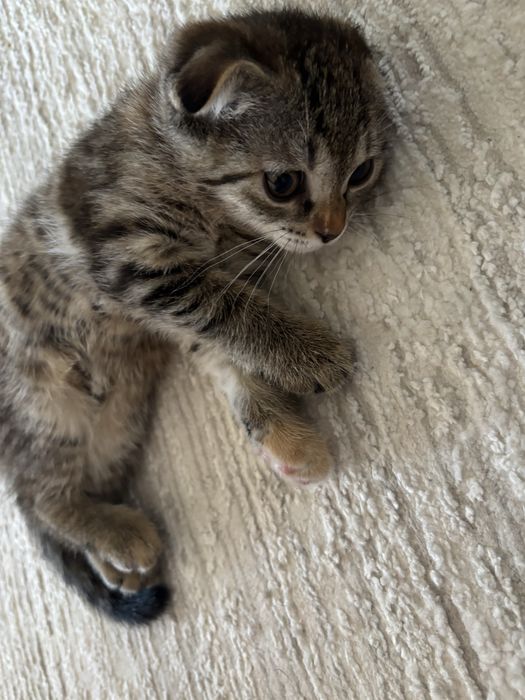 Котенок 1,5 месяц