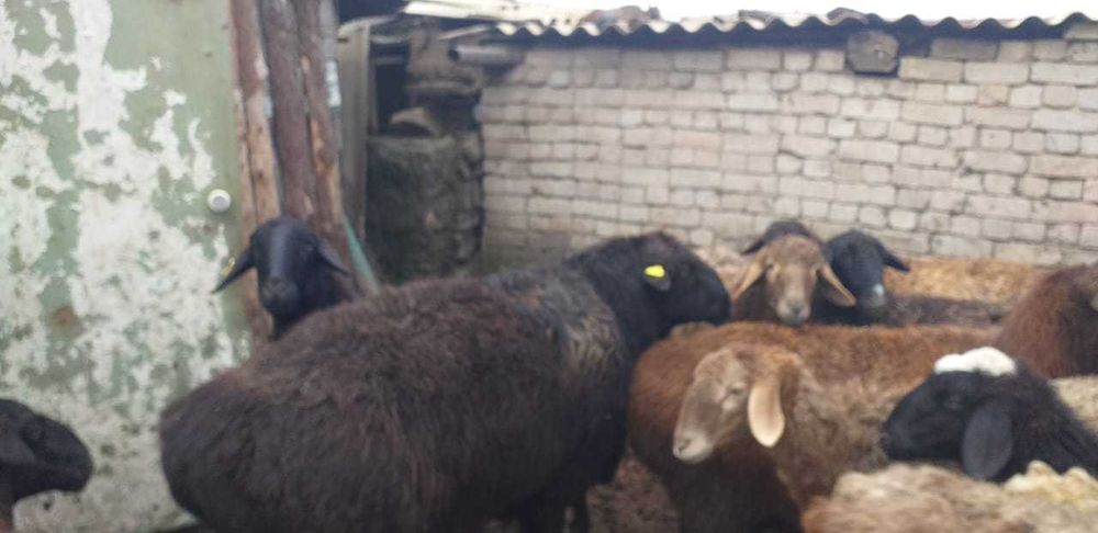 Мелкий рогатый скот