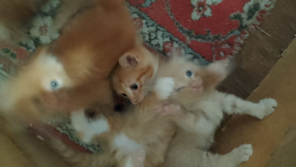 Отдам котят бесплатно