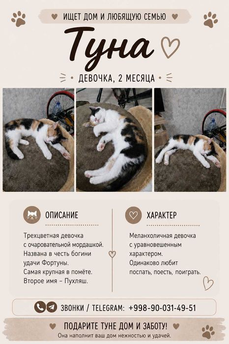 отдам котёнка в любящие руки